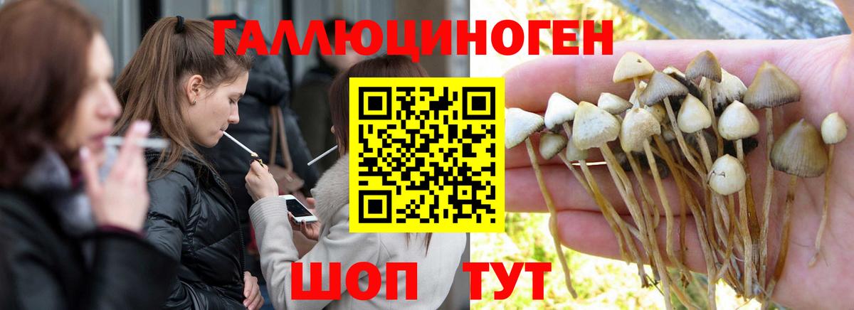 Клин  Галлюциногенные грибы GOLDEN TEACHER  Галлюциногенные грибы прущие грибы  Вход с VPN 